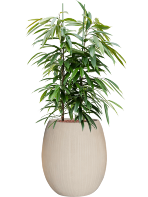Ficus binnendijkii Amstel King en Baq Polystone Coated Plain