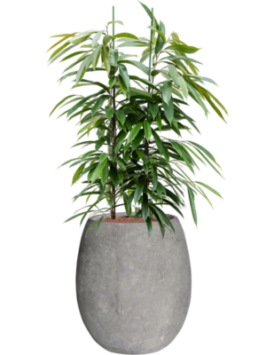 Ficus binnendijkii Amstel King en Baq Polystone Coated Plain