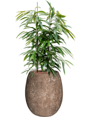 Ficus binnendijkii Amstel King en Baq Polystone Coated Plain