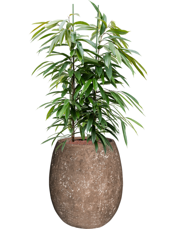 Ficus binnendijkii Amstel King en Baq Polystone Coated Plain