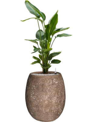 Strelitzia nicolai en Baq Polystone Coated Plain