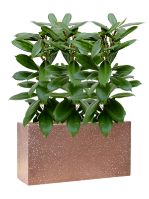 Ficus cyathistipula en Baq Terrazzo
