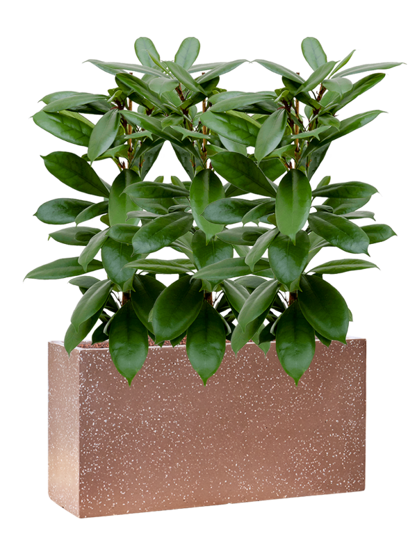 Ficus cyathistipula en Baq Terrazzo