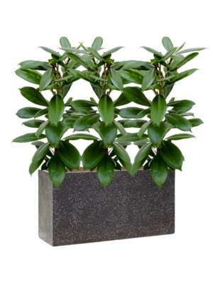 Ficus cyathistipula en Baq Terrazzo