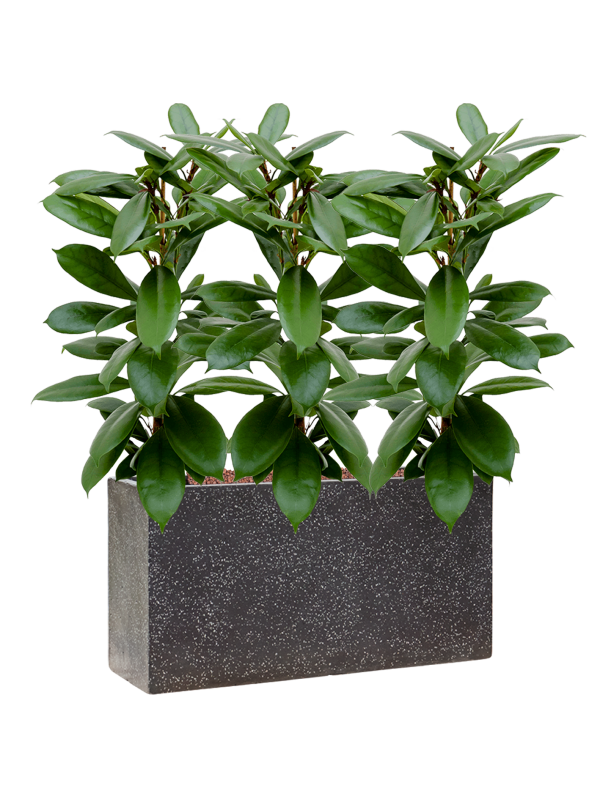 Ficus cyathistipula en Baq Terrazzo