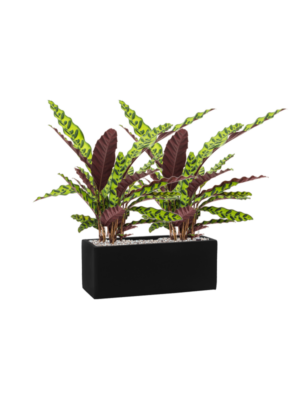 Calathea insignis en Fiberstone