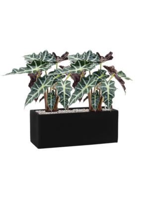 Alocasia 'Polly' en Fiberstone
