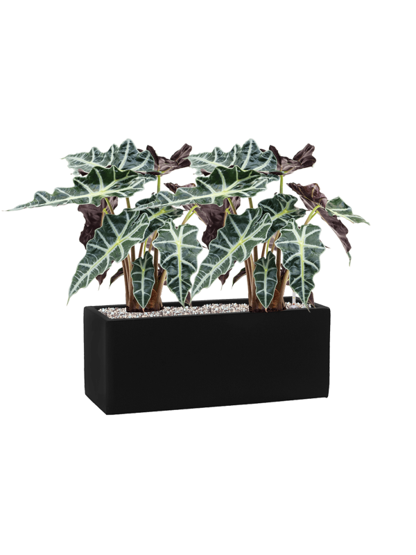 Alocasia 'Polly' en Fiberstone, Pottery Pots