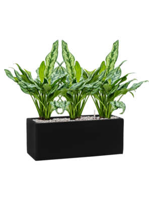 Aglaonema 'Miss Julliette' en Fiberstone