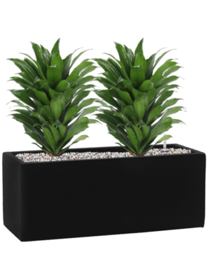 Dracaena fragrans 'Compacta' en Fiberstone