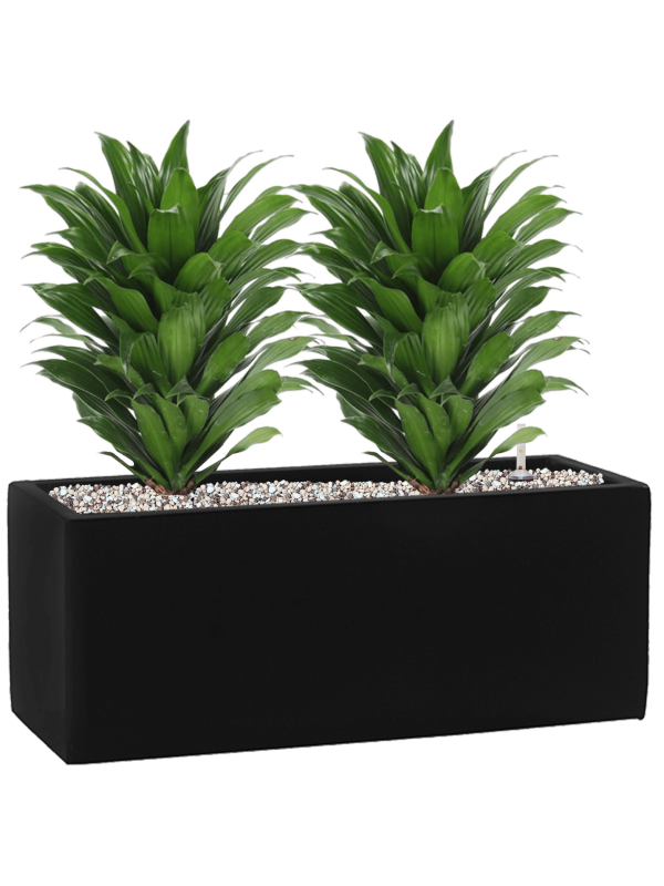 Dracaena fragrans 'Compacta' en Fiberstone, Pottery Pots