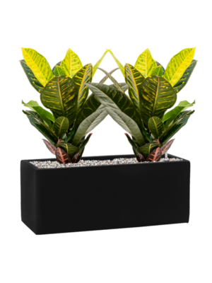 Croton (Codiaeum) variegatum 'Petra' en Fiberstone