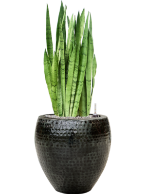 Sansevieria trifasciata 'Silver Mist' en Thom