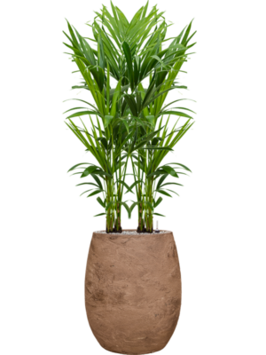 Kentia (Howea) forsteriana en Baq Algar