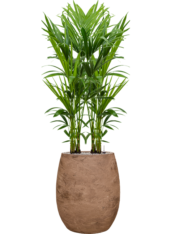 Kentia (Howea) forsteriana en Baq Algar