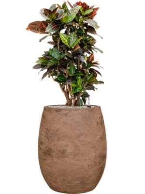 Croton (Codiaeum) variegatum 'Petra' en Baq Algar