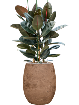 Ficus elastica 'Abidjan' en Baq Algar