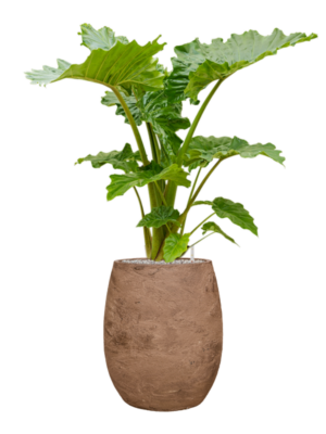 Alocasia 'Portodora' en Baq Algar