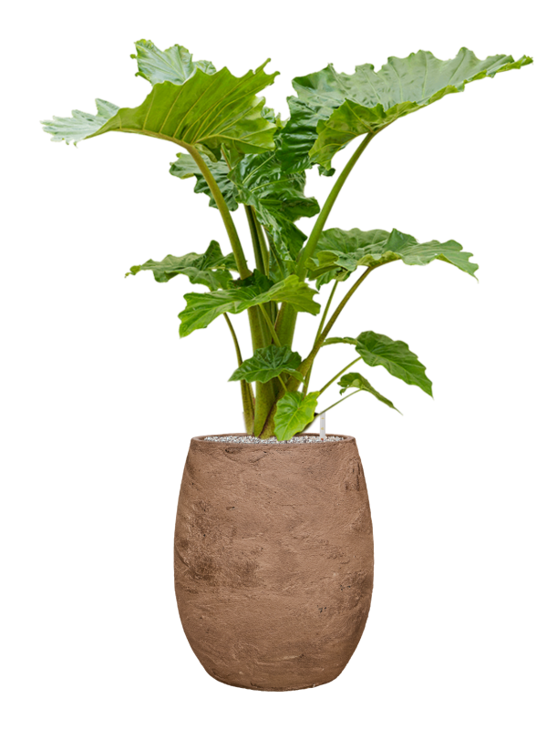 Alocasia 'Portodora' en Baq Algar