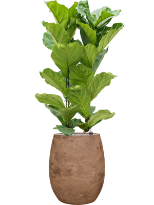 Ficus lyrata en Baq Algar
