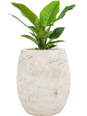 Philodendron 'Imperial Green' en Baq Algar