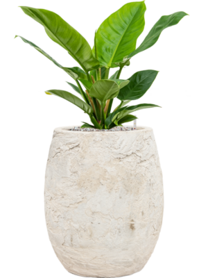 Philodendron 'Imperial Green' en Baq Algar