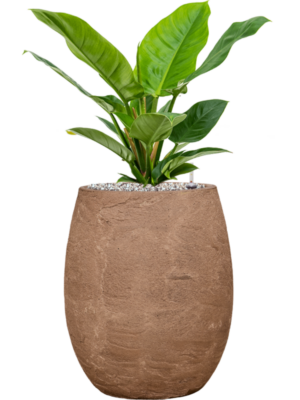 Philodendron 'Imperial Green' en Baq Algar