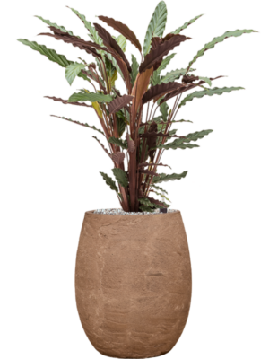Calathea rufibarba 'Wavestar' en Baq Algar