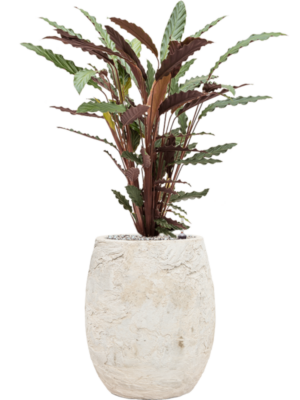 Calathea rufibarba 'Wavestar' en Baq Algar