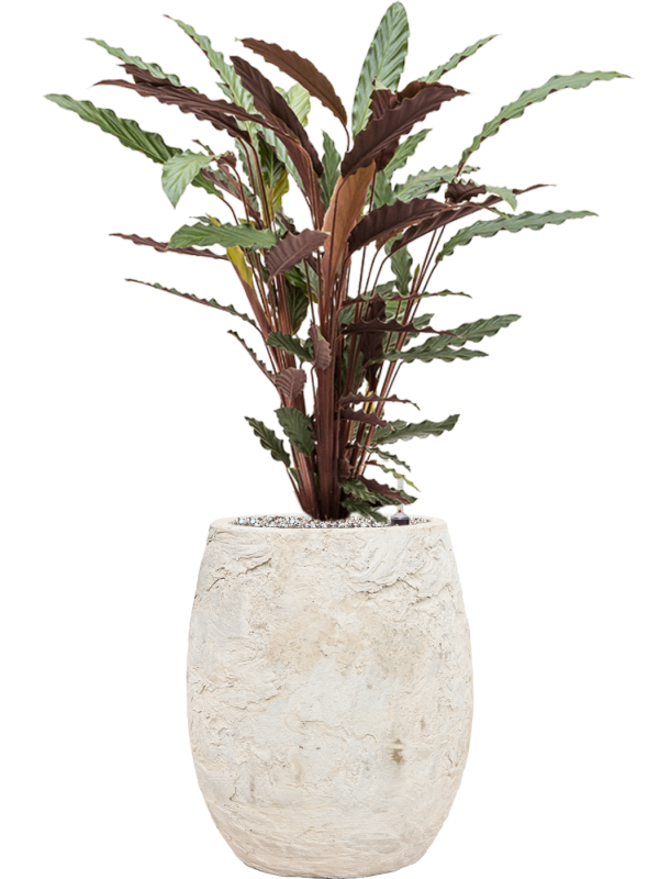 Calathea rufibarba 'Wavestar' en Baq Algar