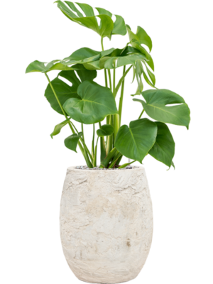 Monstera deliciosa en Baq Algar