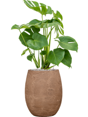 Monstera deliciosa en Baq Algar