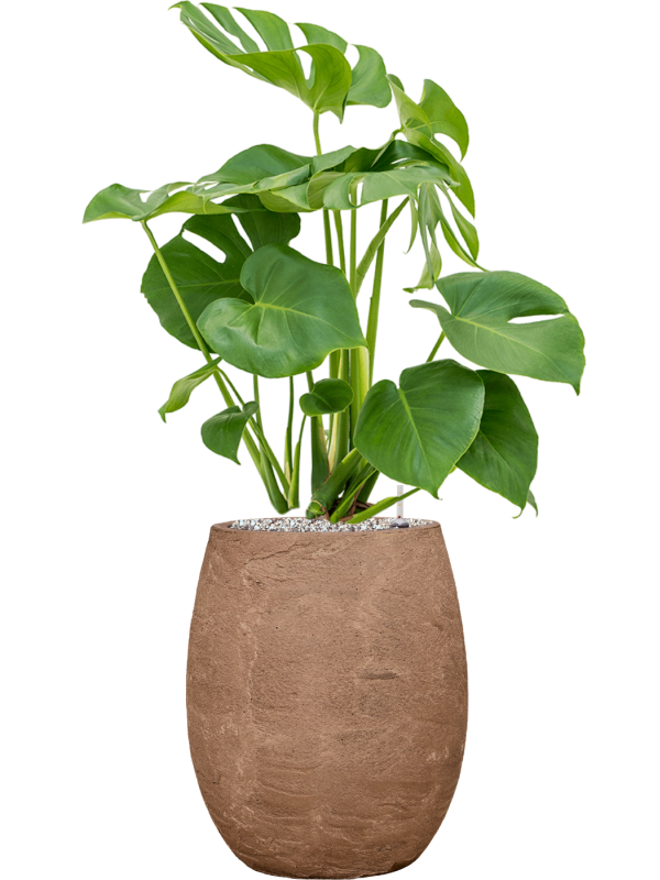 Monstera deliciosa en Baq Algar