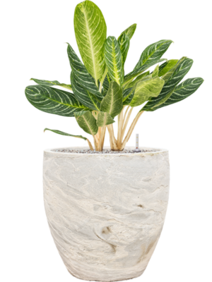 Aglaonema 'Key Lime' en Baq Algar