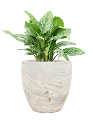 Aglaonema 'Stripes' en Baq Algar