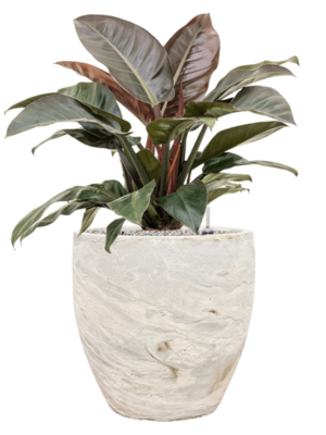 Philodendron `Imperial Red' en Baq Algar