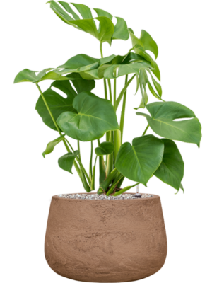 Monstera deliciosa en Baq Algar