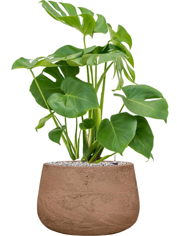Monstera deliciosa en Baq Algar