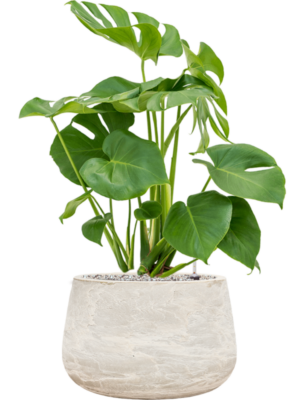 Monstera deliciosa en Baq Algar