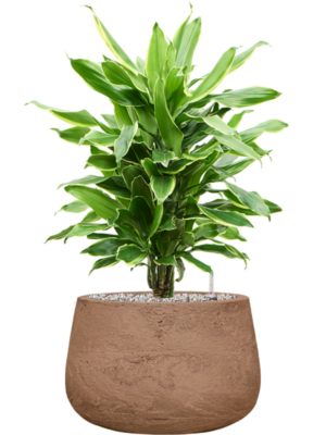 Dracaena fragrans 'Golden Coast' en Baq Algar