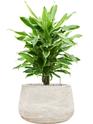 Dracaena fragrans 'Golden Coast' en Baq Algar