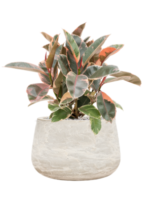 Ficus elastica 'Belize' en Baq Algar