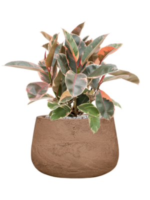 Ficus elastica 'Belize' en Baq Algar