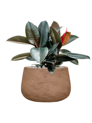 Ficus elastica 'Abidjan' en Baq Algar