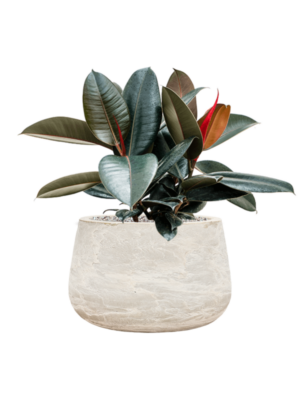 Ficus elastica 'Abidjan' en Baq Algar