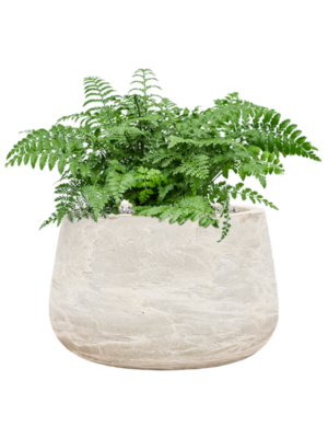 Asplenium dimorphum 'Parvati' en Baq Algar
