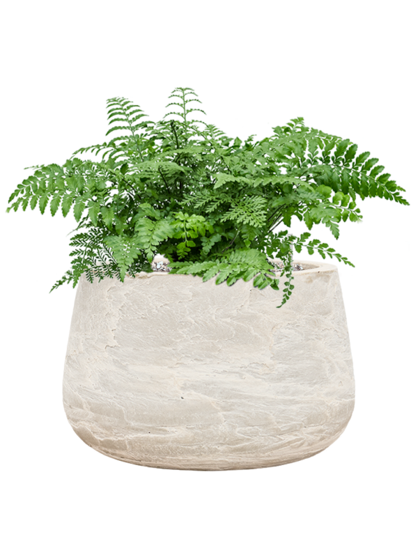 Asplenium dimorphum 'Parvati' en Baq Algar