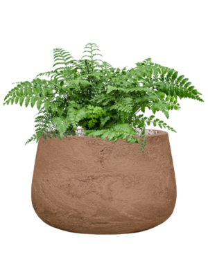 Asplenium dimorphum 'Parvati' en Baq Algar
