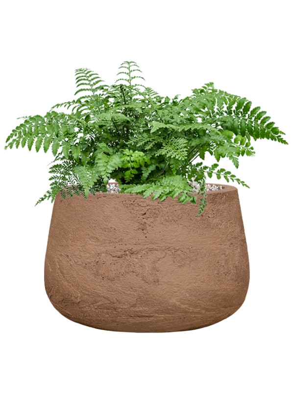 Asplenium dimorphum 'Parvati' en Baq Algar