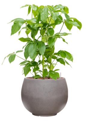 Schefflera actinophylla 'Amate' en Rotunda Urban